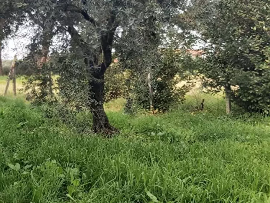 Immagine 10 di Villa in vendita  in Via Appia Sud a Velletri
