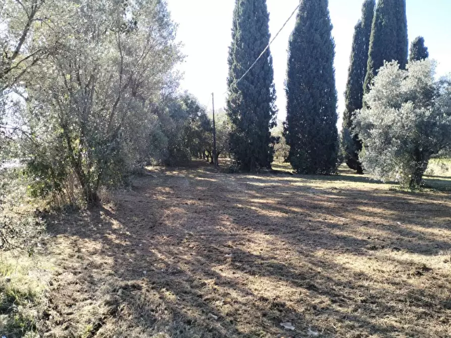 Immagine 3 di Terreno agricolo in vendita  in Via Appia Nuova a Velletri