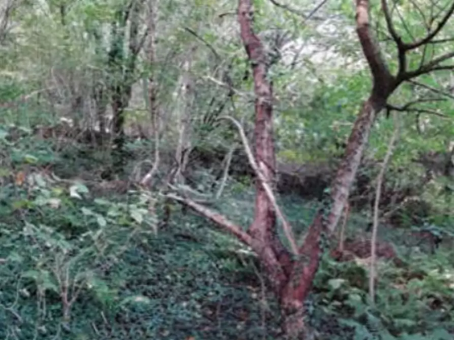 Immagine 2 di Terreno agricolo in vendita  in Via Poletti  a Fara Vicentino
