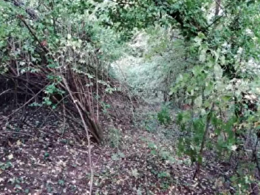 Immagine 4 di Terreno agricolo in vendita  in Via Poletti  a Fara Vicentino
