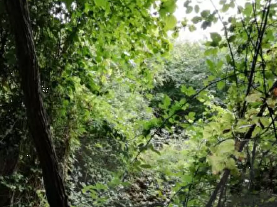 Immagine 5 di Terreno agricolo in vendita  in Via Poletti  a Fara Vicentino
