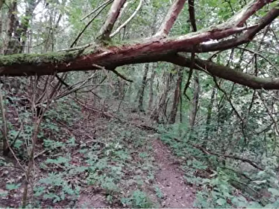 Immagine 6 di Terreno agricolo in vendita  in Via Poletti  a Fara Vicentino