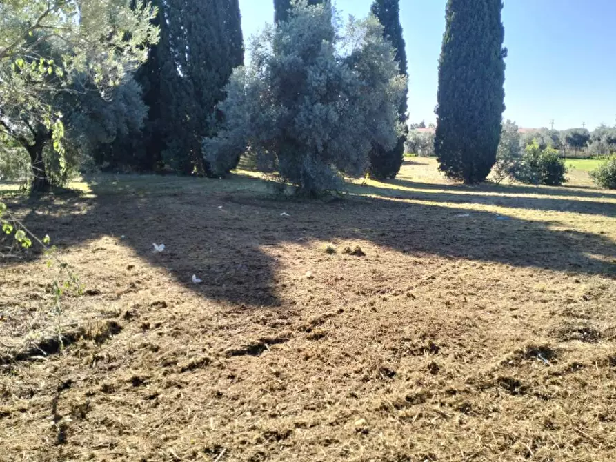 Immagine 2 di Terreno agricolo in vendita  in Via Appia Nuova a Velletri