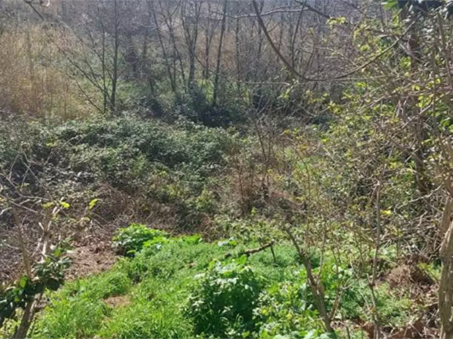 Immagine 2 di Terreno edificabile in vendita  in Via Serra a Vallefoglia