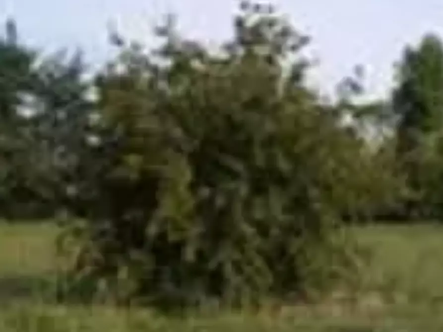 Immagine 6 di Terreno edificabile in vendita  in Località Mondavio a Mondavio