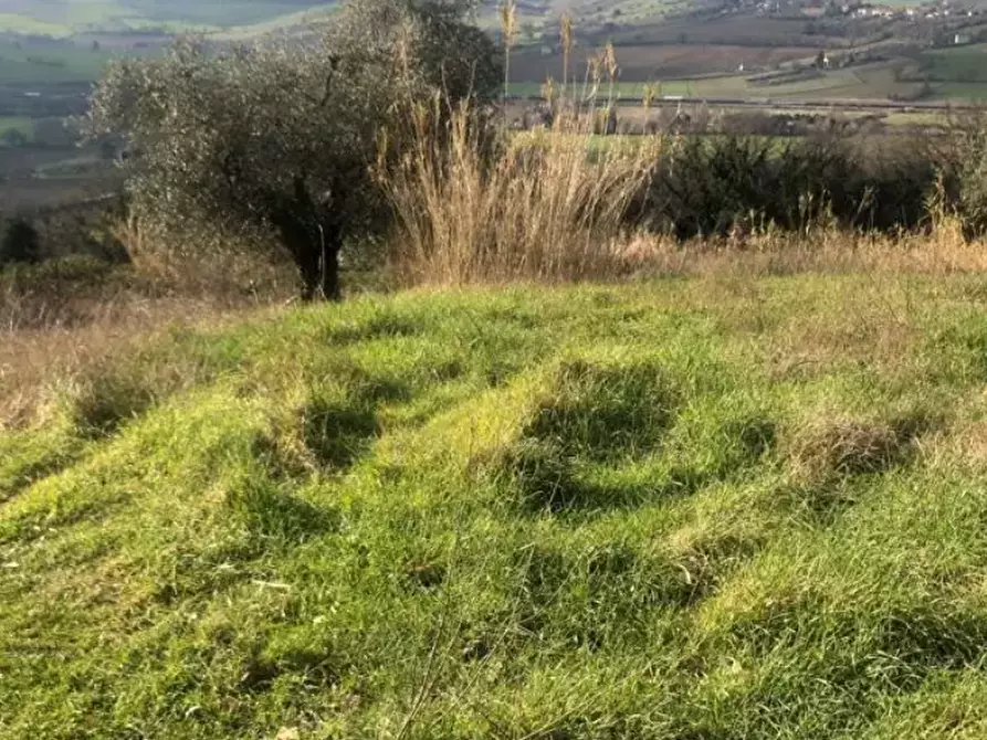 Immagine 2 di Terreno edificabile in vendita  in Via San Savino Granarola a Gradara