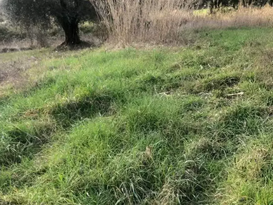Immagine 4 di Terreno edificabile in vendita  in Via San Savino Granarola a Gradara