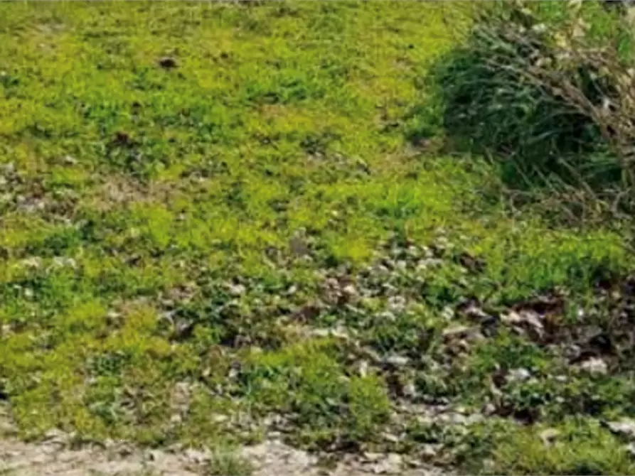 Immagine 3 di Terreno edificabile in vendita  in Località Cuccurano a Fano