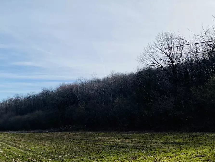 Immagine 4 di Terreno agricolo in vendita  in Località Rosta a Rosta