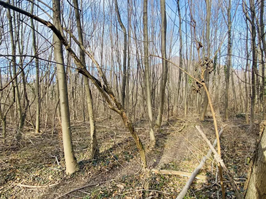 Immagine 5 di Terreno agricolo in vendita  in Località Rosta a Rosta