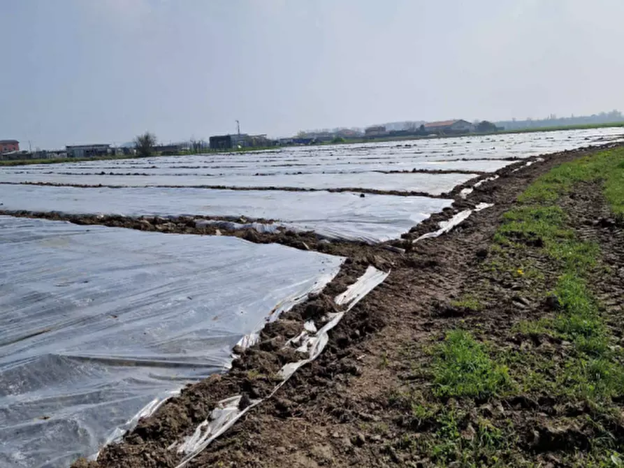 Immagine 7 di Terreno agricolo in vendita  in Str. Margherita a Chioggia