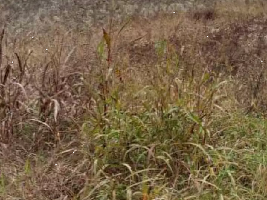 Immagine 3 di Terreno edificabile in vendita  in Mussetta Di Sopra a San Donà Di Piave