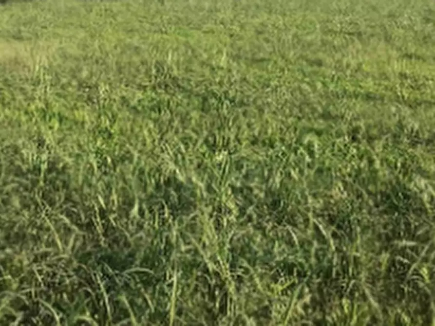 Immagine 2 di Terreno edificabile in vendita  in Località Pasiano di Pordenone a Pasiano Di Pordenone