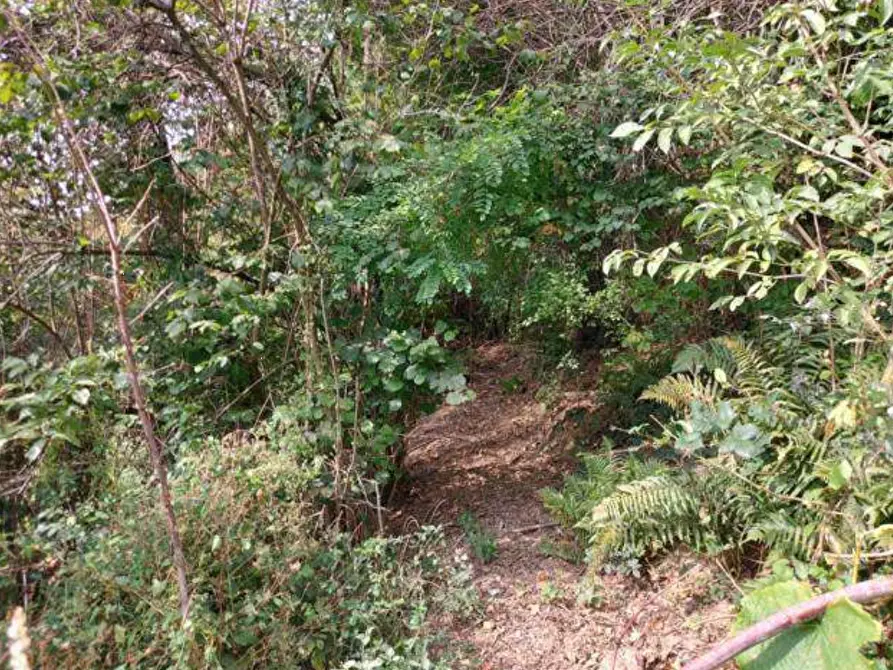 Immagine 4 di Terreno agricolo in vendita  in Via Spersiglio a Pradalunga