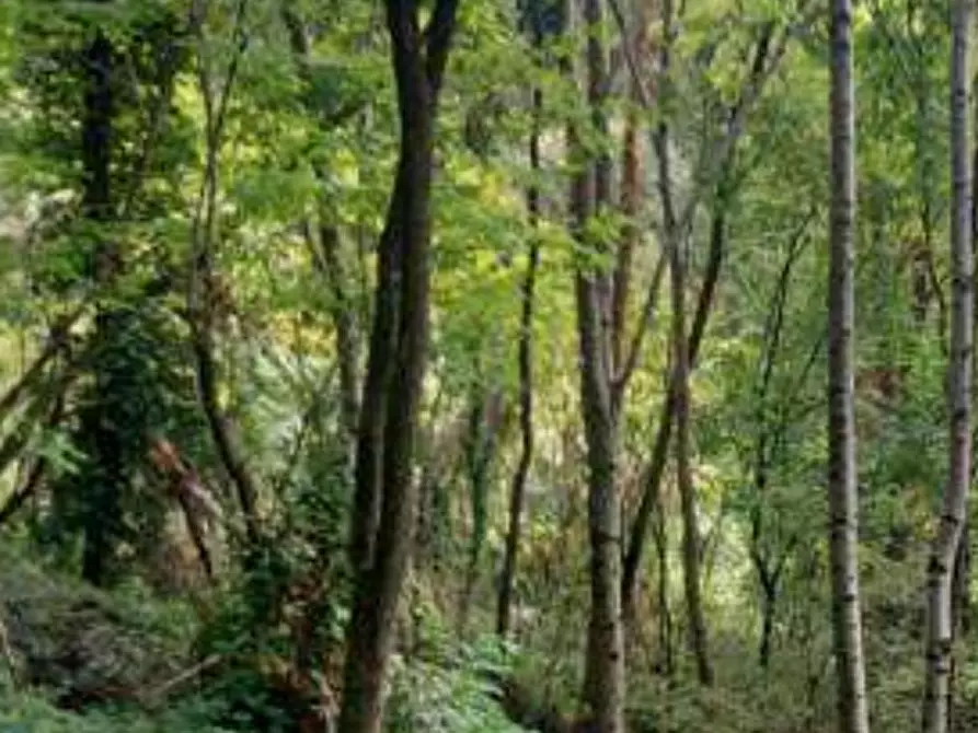 Immagine 5 di Terreno agricolo in vendita  in Via Spersiglio a Pradalunga