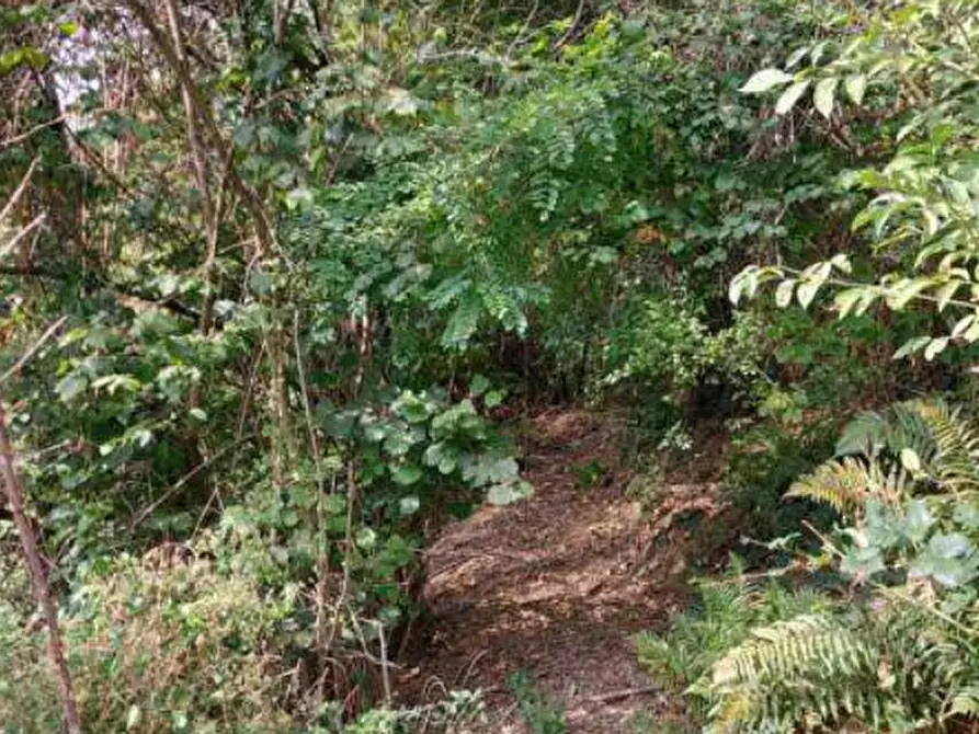 Immagine 2 di Terreno agricolo in vendita  in Via Spersiglio a Pradalunga