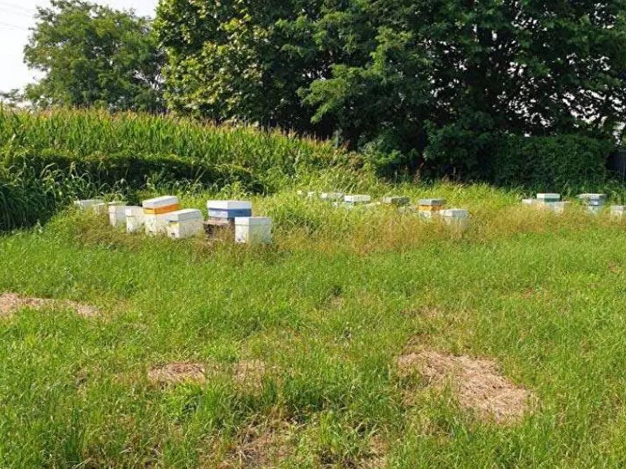 Immagine 5 di Terreno agricolo in vendita  in Località Cassano d'Adda a Cassano D'adda