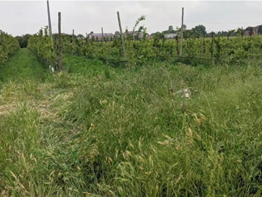 Immagine 3 di Casa indipendente in vendita  in Via Santa Liberata a Spilamberto