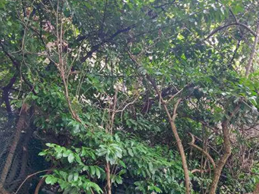 Immagine 5 di Terreno agricolo in vendita  in Via Spersiglio  a Pradalunga