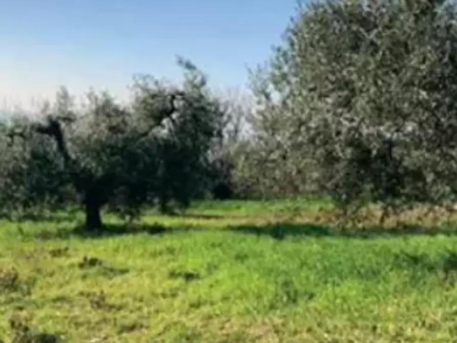 Immagine 4 di Terreno agricolo in vendita  in Strada Galilea a Sant'elpidio A Mare