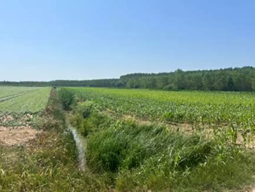 Immagine 2 di Terreno agricolo in vendita  in Strada Barchessa a Villimpenta
