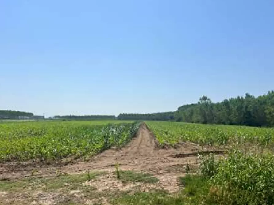 Immagine 6 di Terreno agricolo in vendita  in Strada Barchessa a Villimpenta