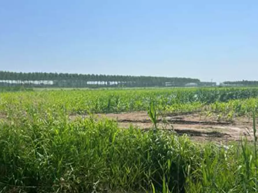 Immagine 8 di Terreno agricolo in vendita  in Strada Barchessa a Villimpenta