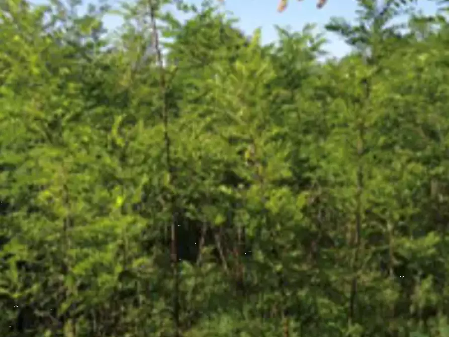 Immagine 4 di Terreno agricolo in vendita  in Via per Cassano a Busto Arsizio