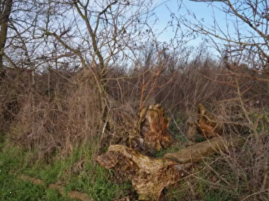Immagine 6 di Terreno edificabile in vendita  in Via della Libertà a Gazzuolo