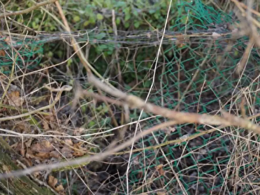 Immagine 9 di Terreno edificabile in vendita  in Via della Libertà a Gazzuolo