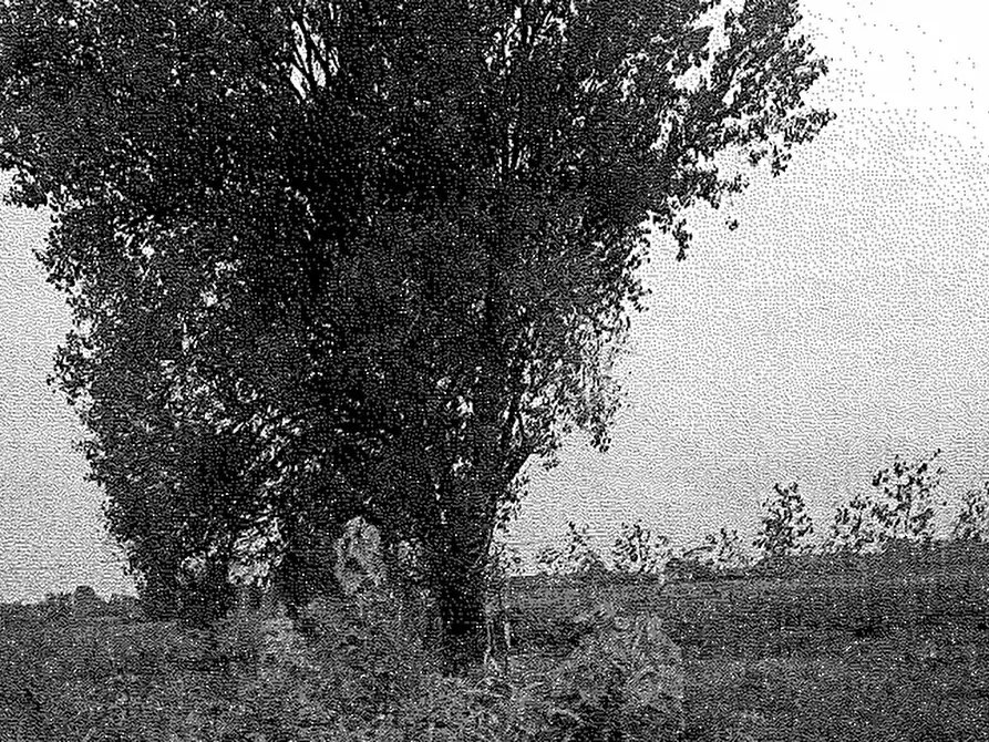 Immagine 1 di Terreno agricolo in vendita  in Via Matteotti Giacomo a Travacò Siccomario