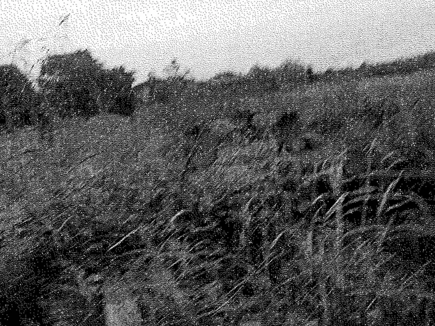 Immagine 1 di Terreno agricolo in vendita  in Via Matteotti Giacomo a Travacò Siccomario