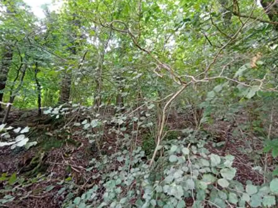 Immagine 2 di Terreno agricolo in vendita  in Località Castelmarte a Castelmarte