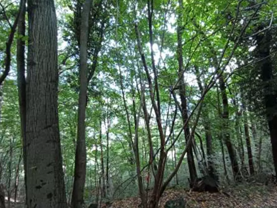 Immagine 3 di Terreno agricolo in vendita  in Località Castelmarte a Castelmarte