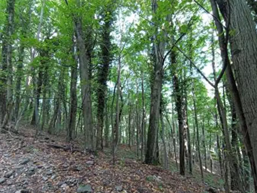 Immagine 5 di Terreno agricolo in vendita  in Località Castelmarte a Castelmarte
