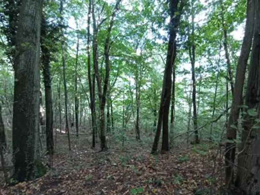 Immagine 6 di Terreno agricolo in vendita  in Località Castelmarte a Castelmarte