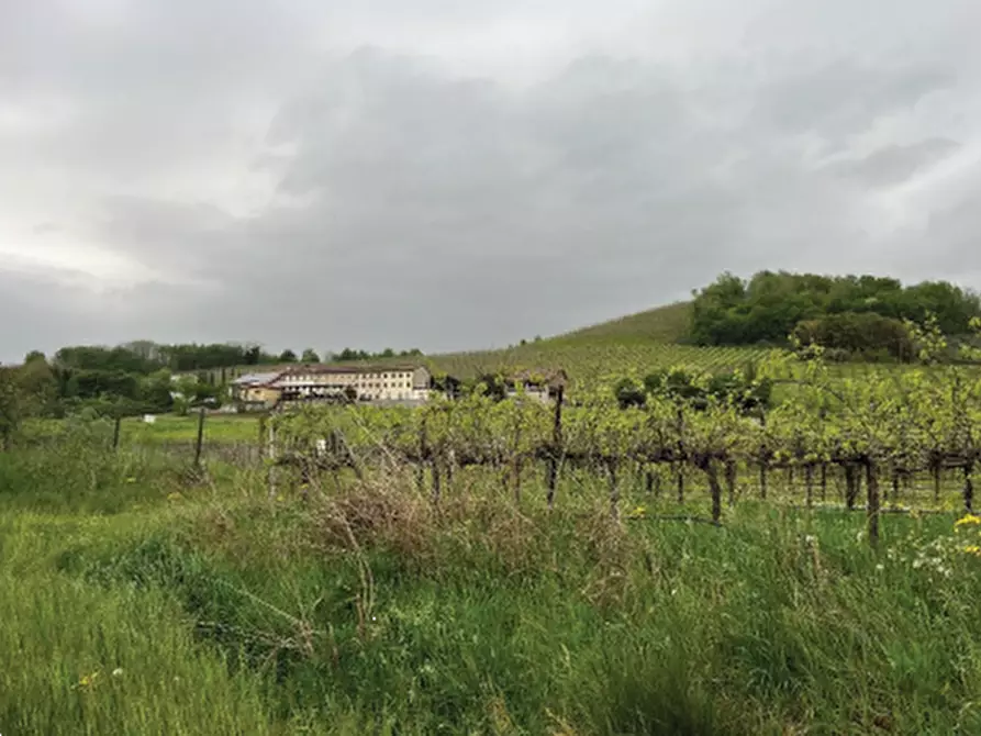 Immagine 2 di Terreno agricolo in vendita  in Via Pra' da Forno a Cappella Maggiore