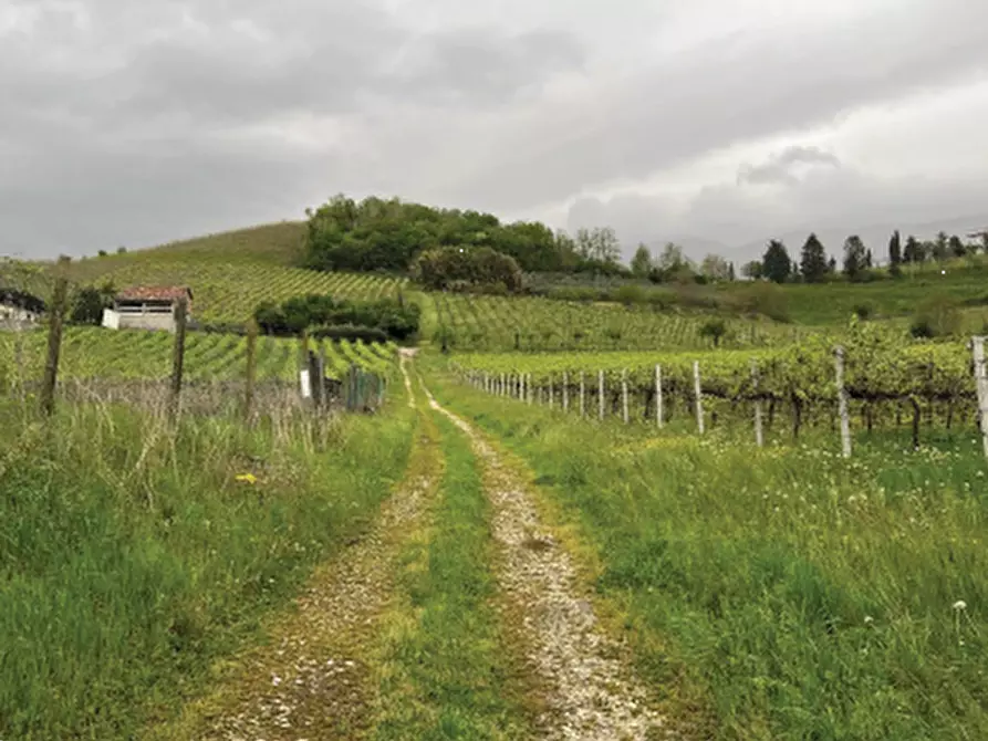 Immagine 3 di Terreno agricolo in vendita  in Via Pra' da Forno a Cappella Maggiore