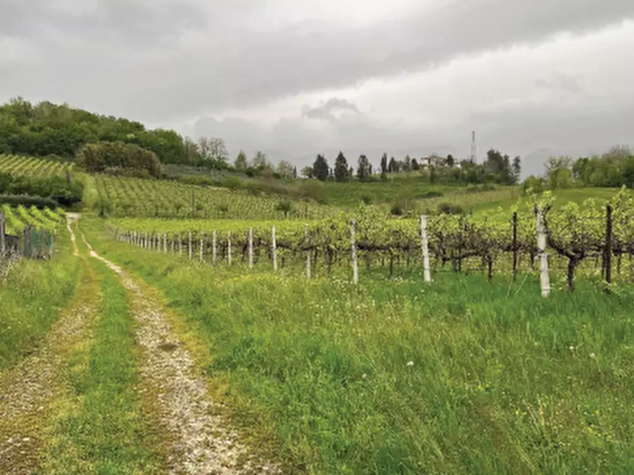 Immagine 5 di Terreno agricolo in vendita  in Via Pra' da Forno a Cappella Maggiore