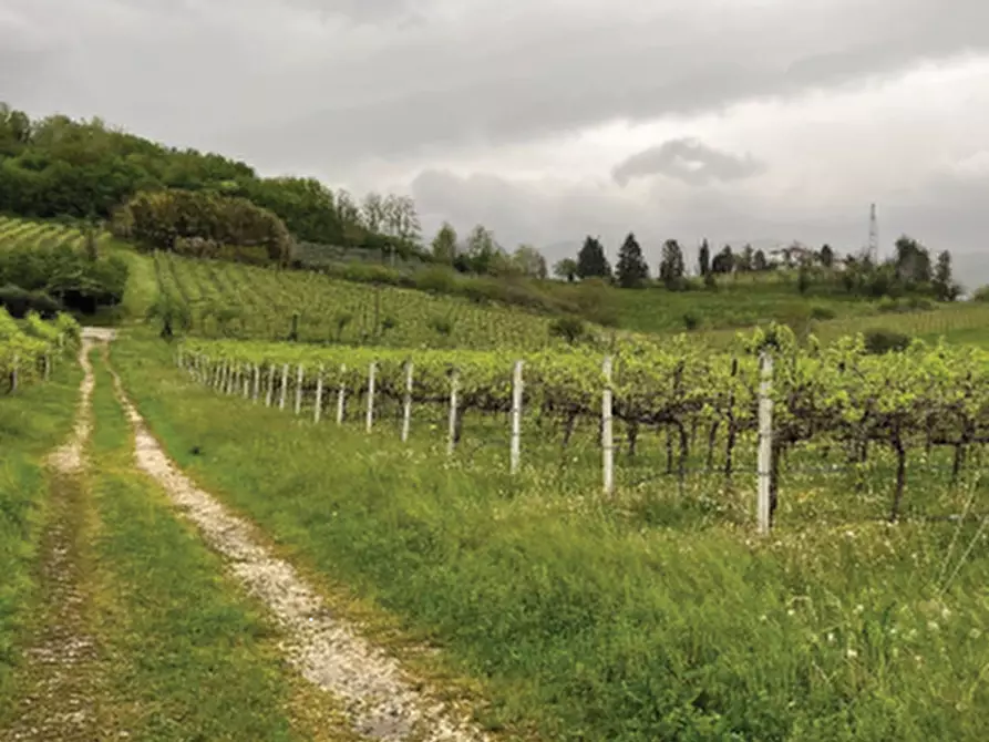 Immagine 7 di Terreno agricolo in vendita  in Via Pra' da Forno a Cappella Maggiore