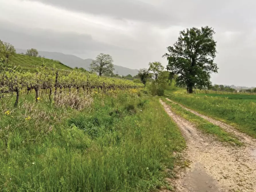 Immagine 8 di Terreno agricolo in vendita  in Via Pra' da Forno a Cappella Maggiore