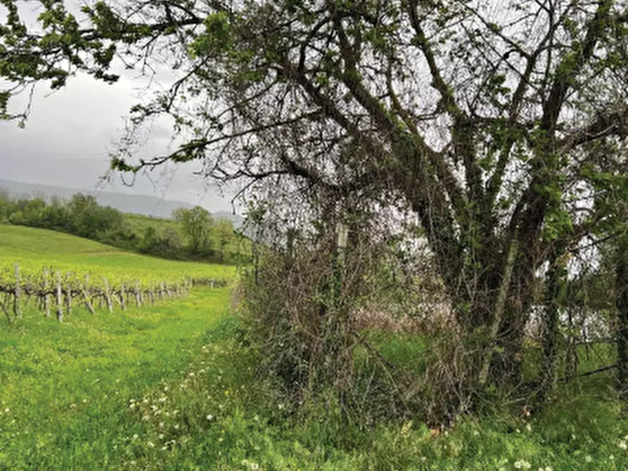 Immagine 12 di Terreno agricolo in vendita  in Via Pra' da Forno a Cappella Maggiore