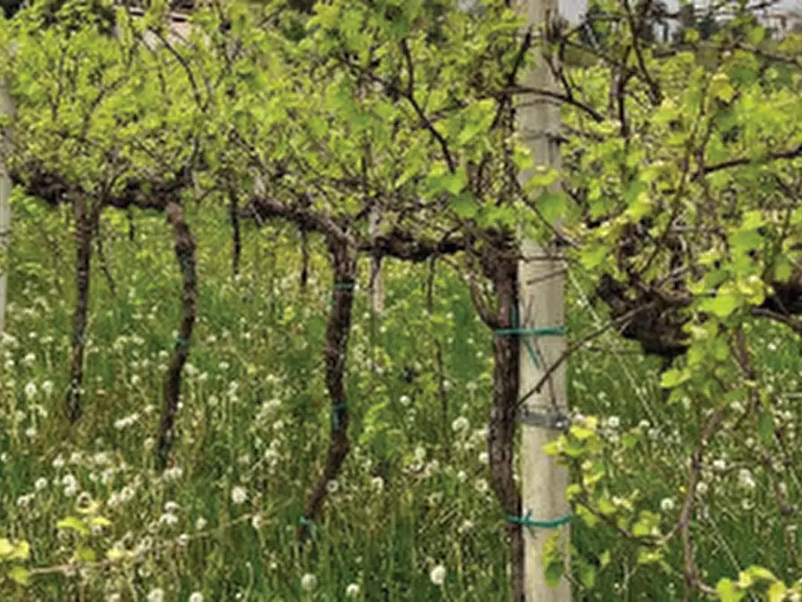 Immagine 13 di Terreno agricolo in vendita  in Via Pra' da Forno a Cappella Maggiore