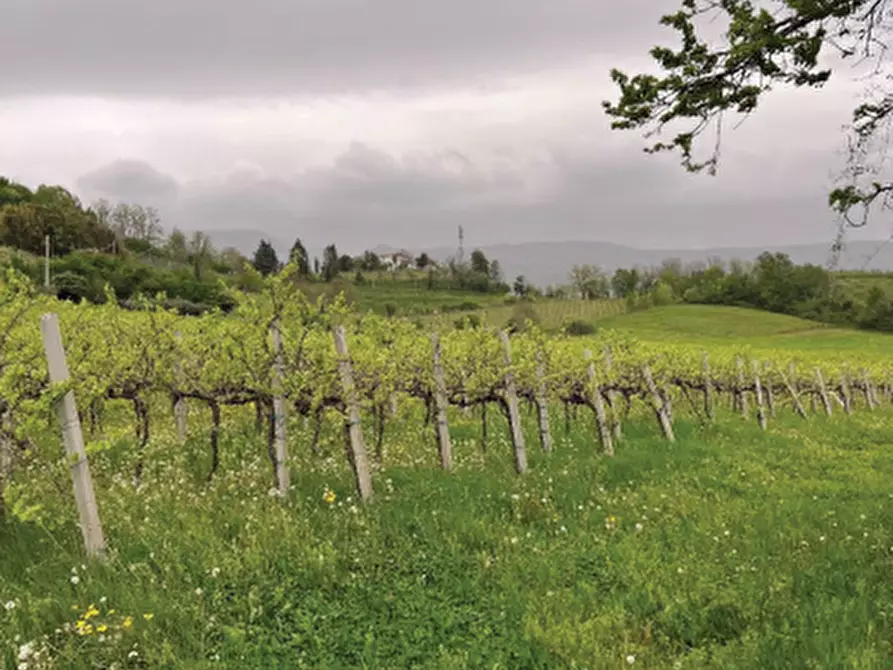Immagine 14 di Terreno agricolo in vendita  in Via Pra' da Forno a Cappella Maggiore