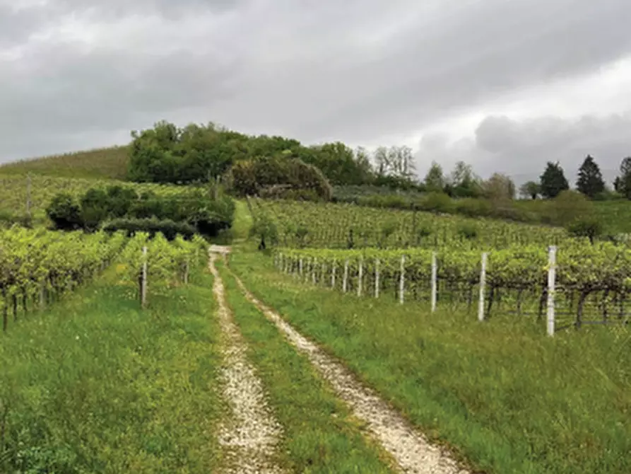 Immagine 15 di Terreno agricolo in vendita  in Via Pra' da Forno a Cappella Maggiore