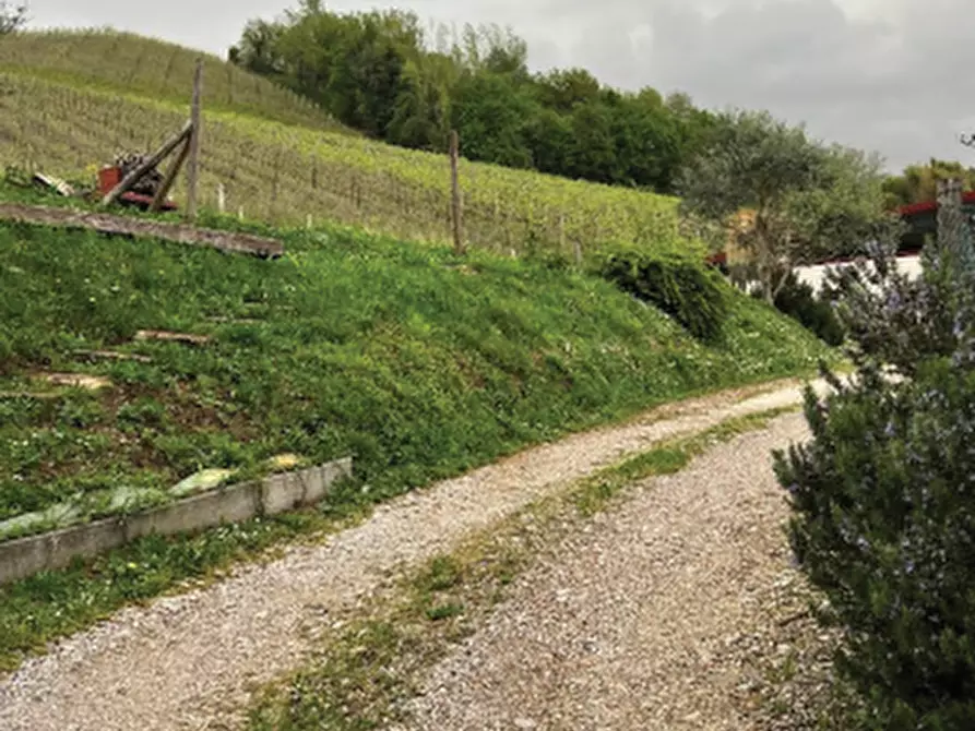 Immagine 2 di Terreno agricolo in vendita  in Via Rive Zacchi a Cappella Maggiore