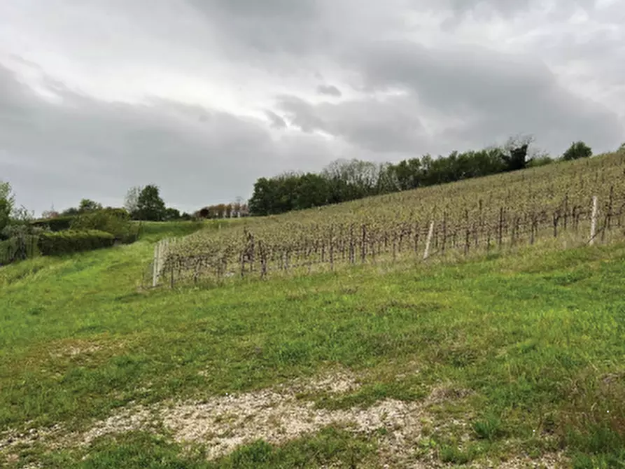 Immagine 4 di Terreno agricolo in vendita  in Via Rive Zacchi a Cappella Maggiore