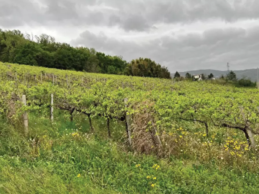 Immagine 5 di Terreno agricolo in vendita  in Via Rive Zacchi a Cappella Maggiore