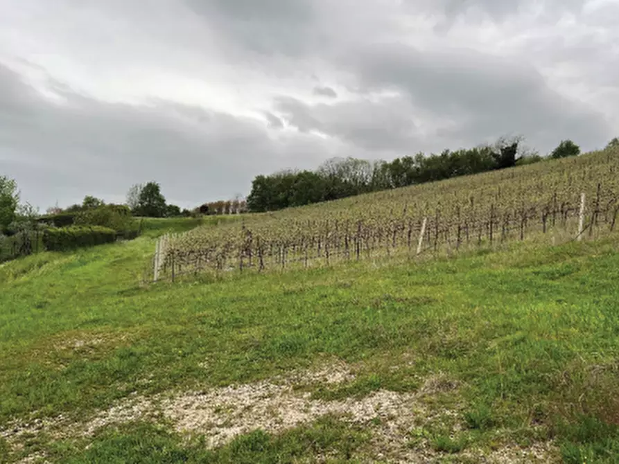 Immagine 7 di Terreno agricolo in vendita  in Via Rive Zacchi a Cappella Maggiore