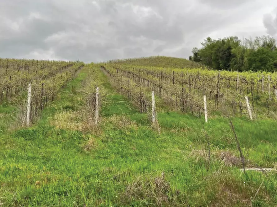 Immagine 8 di Terreno agricolo in vendita  in Via Rive Zacchi a Cappella Maggiore